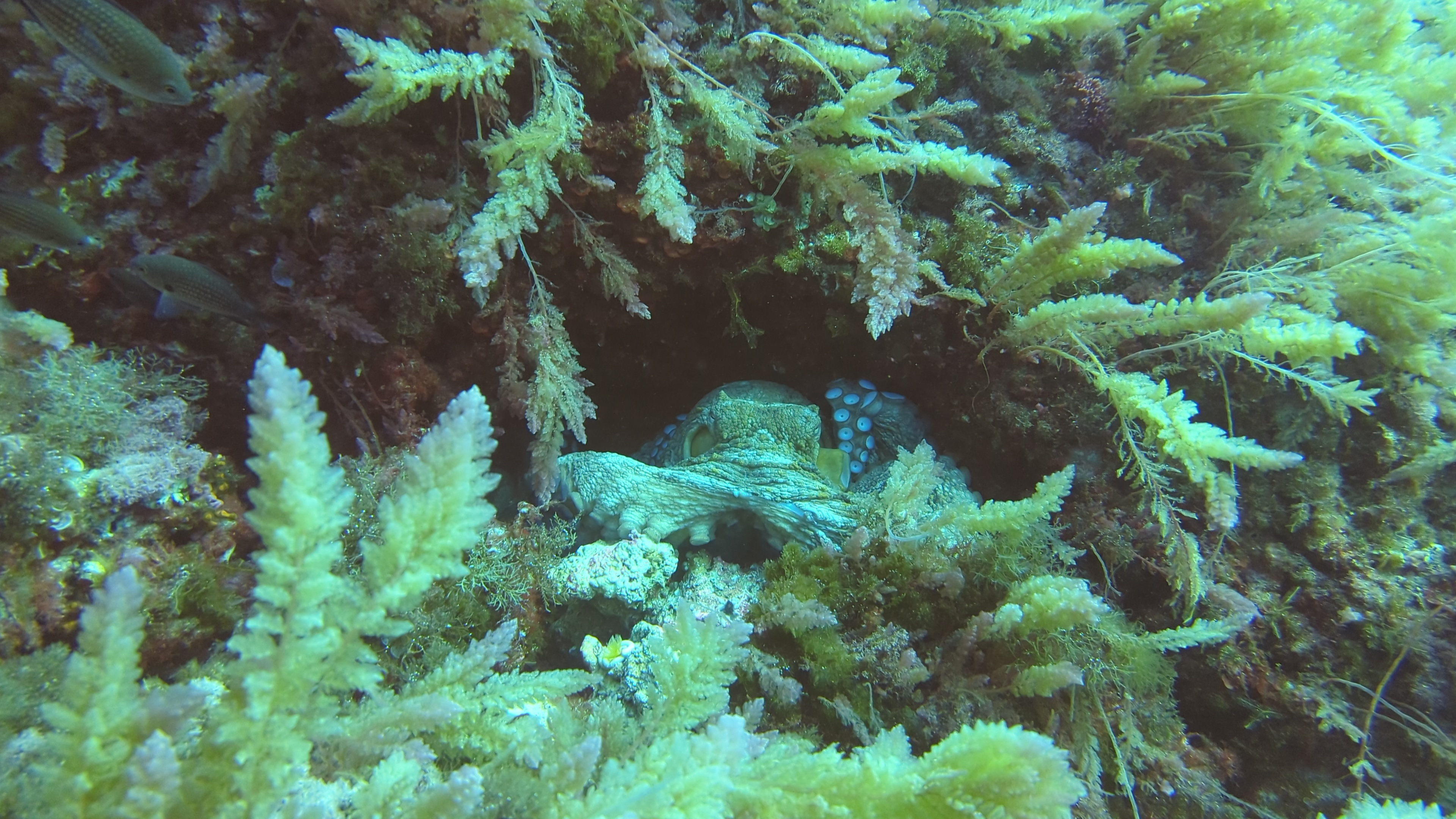 A photograph of an octopus that I took while diving in Mallorca, Spain